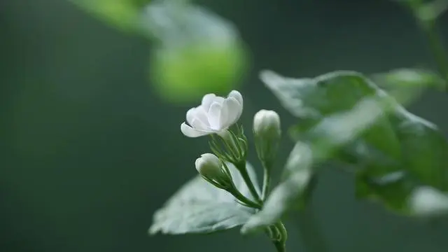 温柔大度、擅长治愈人心的星座，能够帮助别人走出逆境