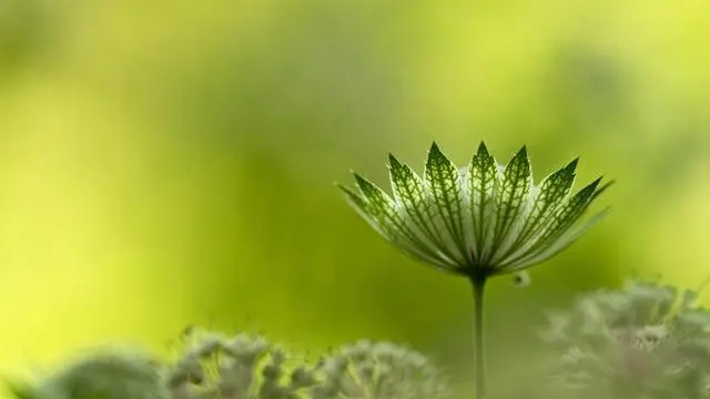 十二星座的心理年龄各是多少岁？双鱼还只是个宝宝