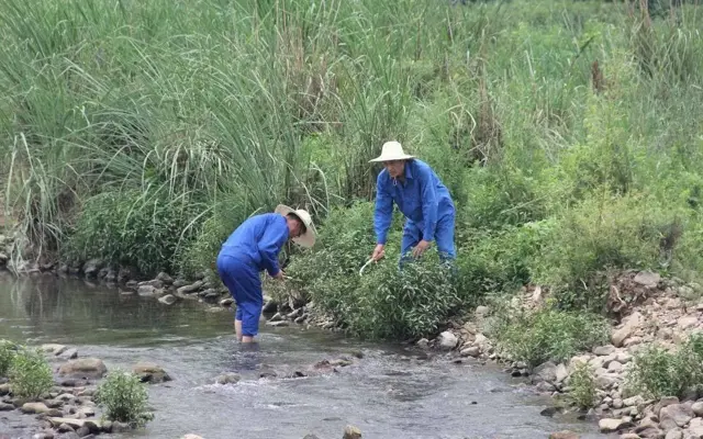 此物可代替渔具，汁液能麻醉鱼，价值也很高，你们认识吗