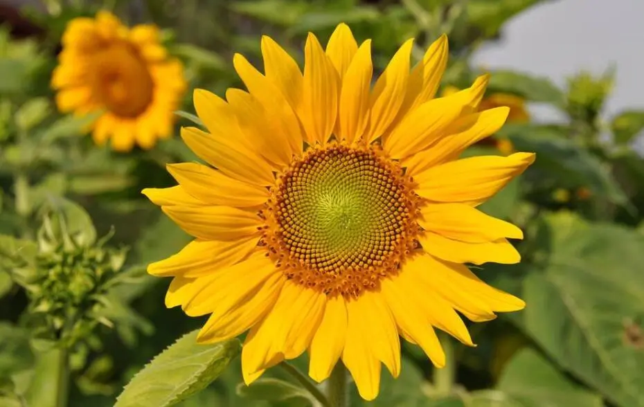 9月下旬桃花运来袭，3星座喜迎桃花运，爱情不请自来