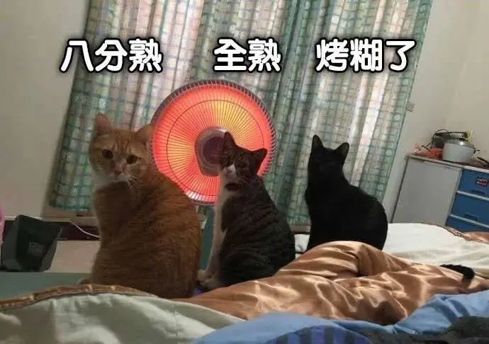 “我怀疑黑猫是外星生物，并且找到证据！”