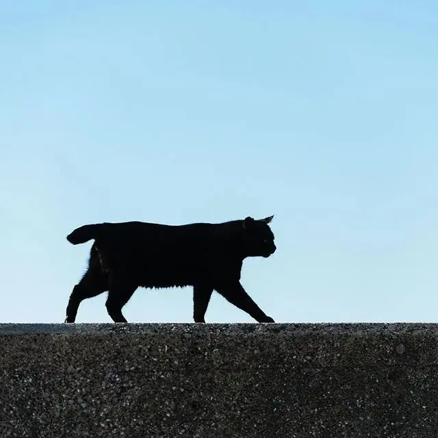 “我怀疑黑猫是外星生物，并且找到证据！”