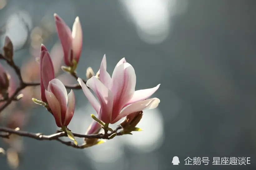 水瓶座也會渴望婚姻！
