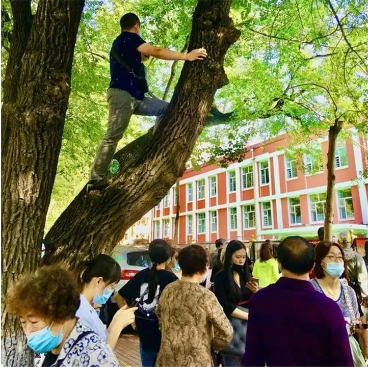 娃好不容易开学，爹却上树了，场面一度失控，爸爸：我太难了