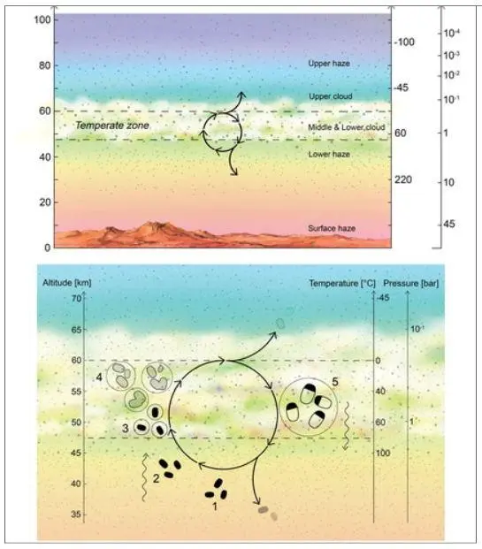 发现金星上的地外生命？这种生物才能合成的物质，如今出现在金星上