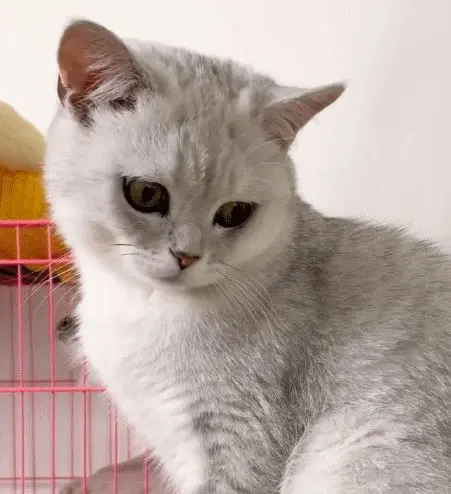 十分有趣且灵活温和的小萌猫，水灵灵的大眼睛，让人无法拒绝！