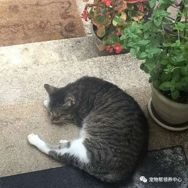 我不喜欢流浪猫，我只是给它搭了窝，还装了监控摄像头而已