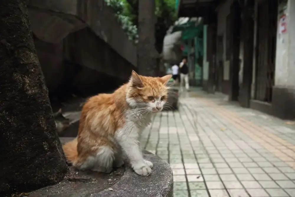 心痛！被遗弃的猫妈妈主动接近人类，生下小奶猫后却被如此虐待