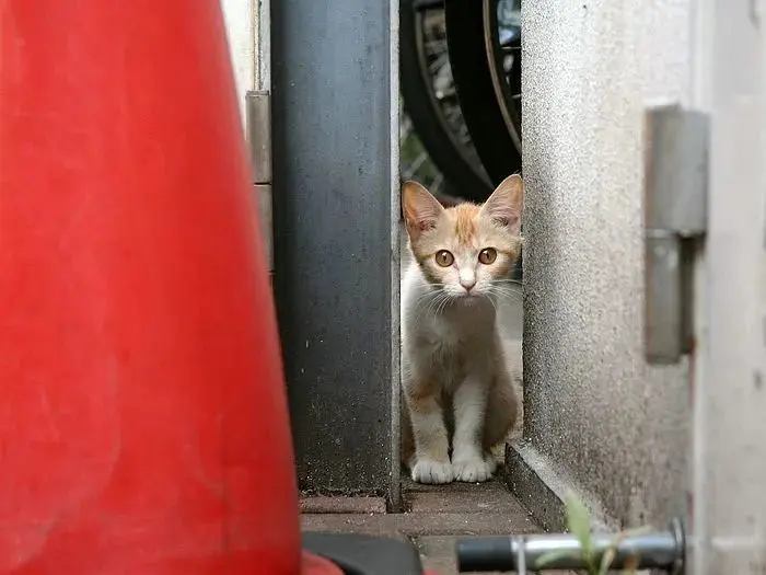 心痛！被遗弃的猫妈妈主动接近人类，生下小奶猫后却被如此虐待