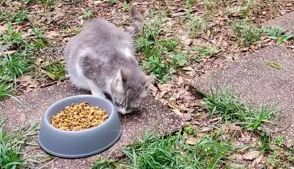 心痛！被遗弃的猫妈妈主动接近人类，生下小奶猫后却被如此虐待