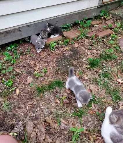 心痛！被遗弃的猫妈妈主动接近人类，生下小奶猫后却被如此虐待