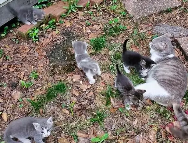 心痛！被遗弃的猫妈妈主动接近人类，生下小奶猫后却被如此虐待