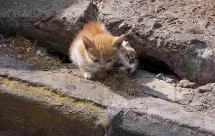 心痛！被遗弃的猫妈妈主动接近人类，生下小奶猫后却被如此虐待