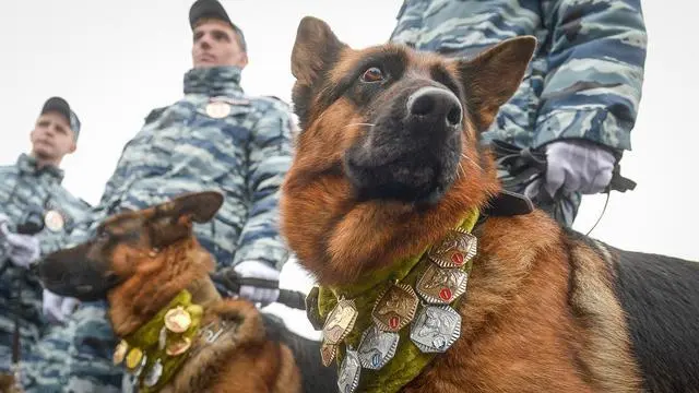 史上最萌警犬退休！俄罗斯短腿柯基当警官，出警全在卖萌？