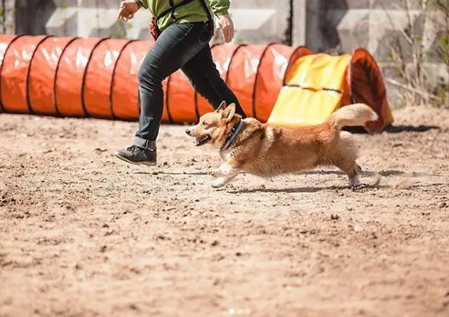 史上最萌警犬退休！俄罗斯短腿柯基当警官，出警全在卖萌？