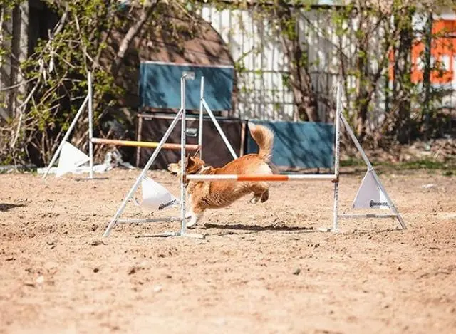 史上最萌警犬退休！俄罗斯短腿柯基当警官，出警全在卖萌？