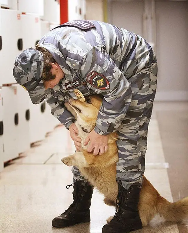 史上最萌警犬退休！俄罗斯短腿柯基当警官，出警全在卖萌？