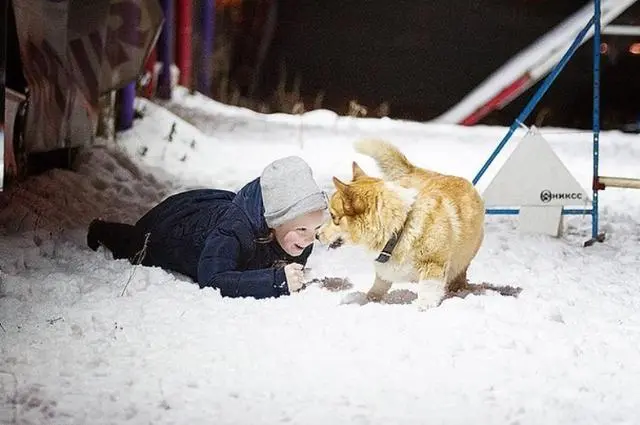 史上最萌警犬退休！俄罗斯短腿柯基当警官，出警全在卖萌？