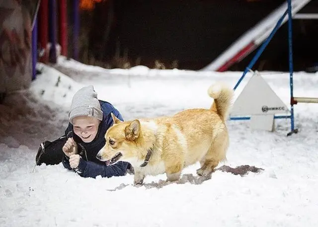 史上最萌警犬退休！俄罗斯短腿柯基当警官，出警全在卖萌？