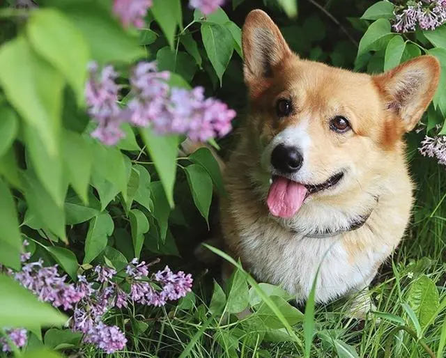 史上最萌警犬退休！俄罗斯短腿柯基当警官，出警全在卖萌？