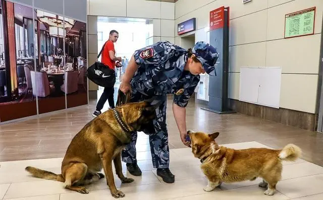 史上最萌警犬退休！俄罗斯短腿柯基当警官，出警全在卖萌？