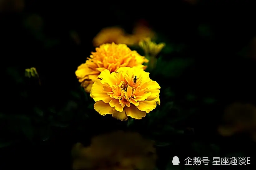 金牛座的傻，別人會不會懂