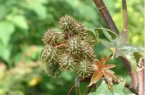 平时被人用来榨油的植物，原来是生化武器，在农村很常见