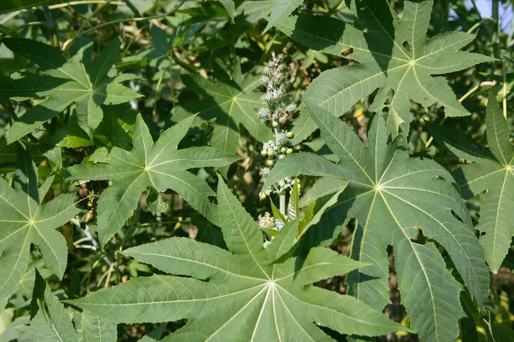 平时被人用来榨油的植物，原来是生化武器，在农村很常见