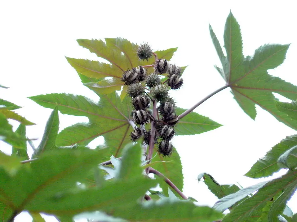 平时被人用来榨油的植物，原来是生化武器，在农村很常见