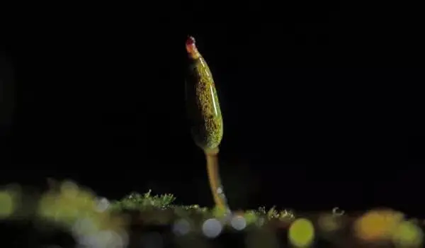 两种珍稀濒危苔藓植物“现身”九寨沟