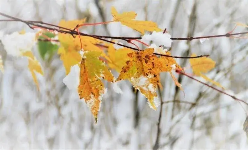 雪҈雪҈雪҈……第一场雪来啦！