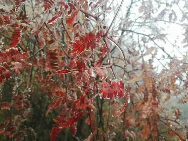 雪҈雪҈雪҈……第一场雪来啦！