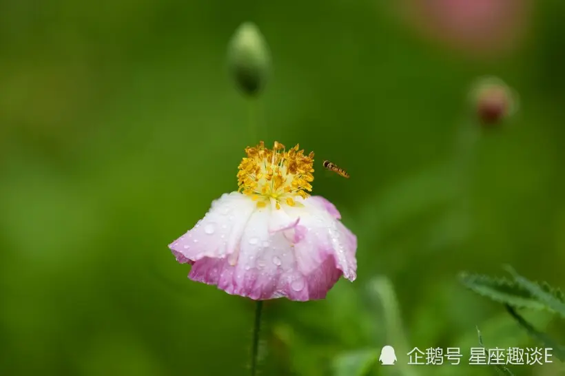 和摩羯座步入婚姻，会是什么体验？