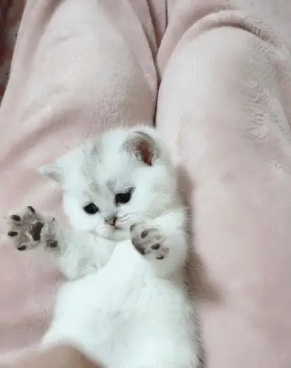 可爱的呆萌萌猫，你瞧瞧这迷人的小神情，让人疼爱不已！