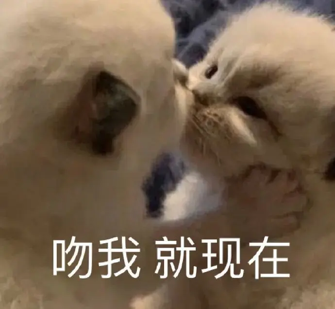 高糊可爱猫咪小表情包