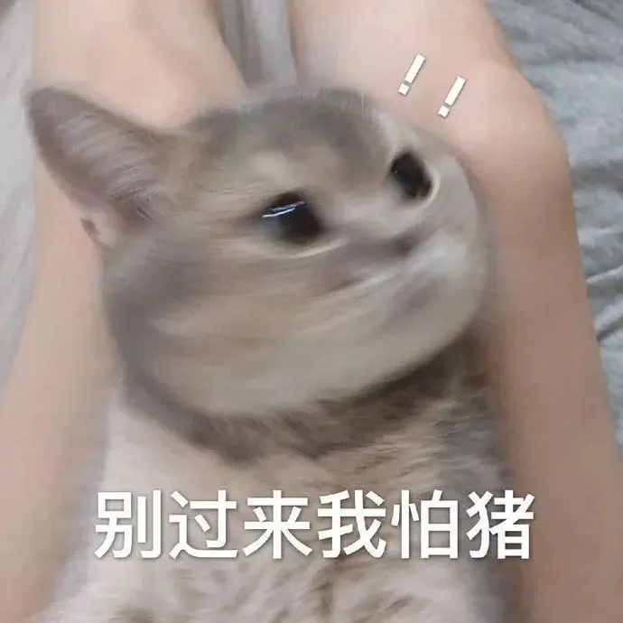 高糊可爱猫咪小表情包