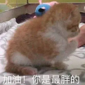 高糊可爱猫咪小表情包