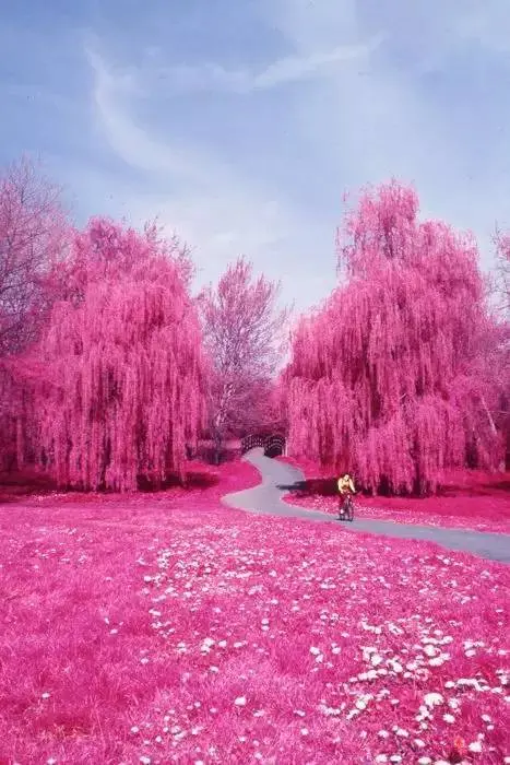 美到心醉的小路