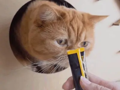 這裡的東西怎麼吃啊？我必須要上去吃一吃啊！