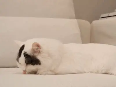 看着这块肉肉，我就有点舍不得吃啊！