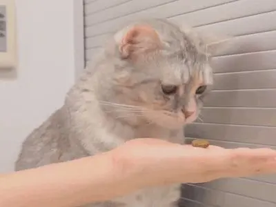 你现在给我吃的，我是真的不敢吃啊！