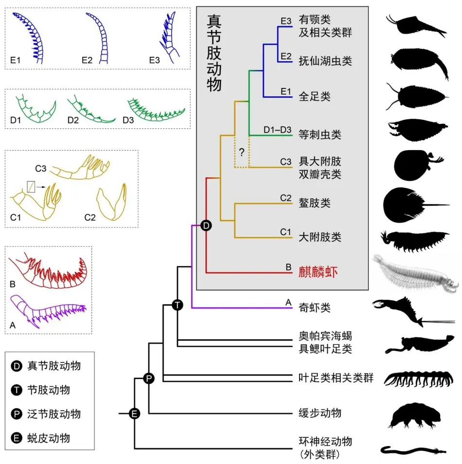 中科院團隊新發現！五億年前化石“麒麟蝦”揭開節肢動物起源之謎