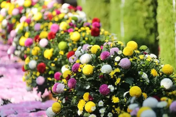 關於賞菊這件事，主會場有話說！