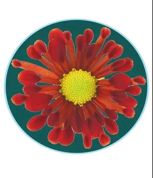 關於賞菊這件事，主會場有話說！