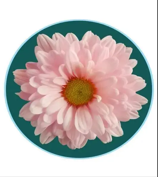 關於賞菊這件事，主會場有話說！