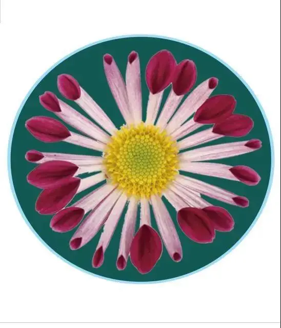 關於賞菊這件事，主會場有話說！