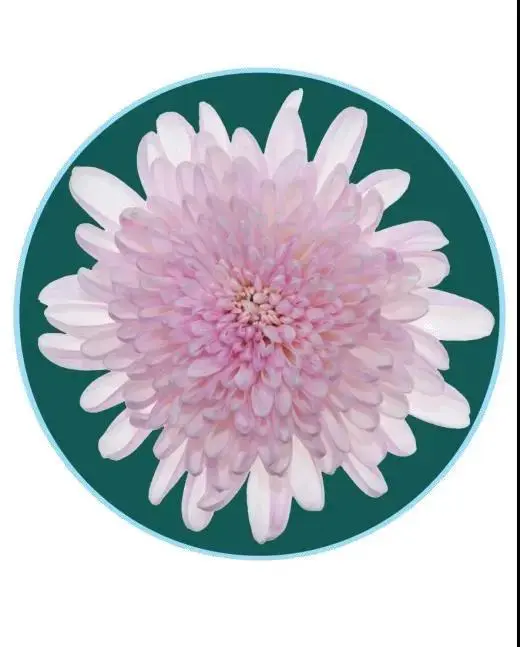 關於賞菊這件事，主會場有話說！