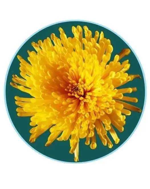 關於賞菊這件事，主會場有話說！