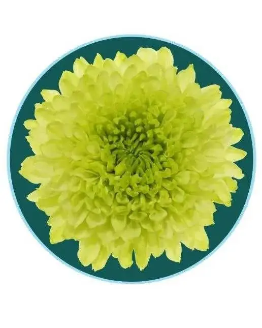 關於賞菊這件事，主會場有話說！