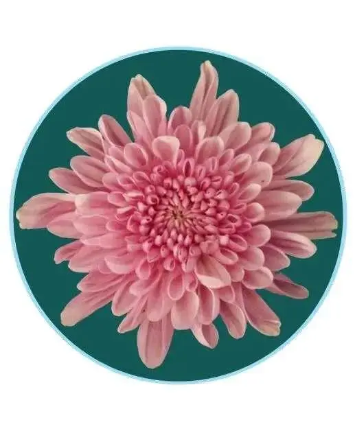 關於賞菊這件事，主會場有話說！